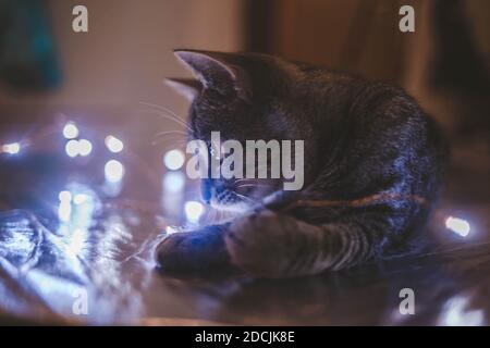 A portrait of a cute cat playing with Christmas led lights Stock Photo