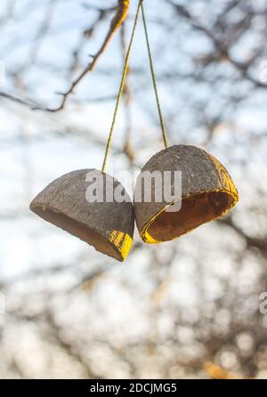 Coconut fruit shell hanging on a tree branch. Simple authentical decor in spring garden. Stock Photo