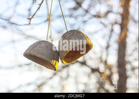 Coconut fruit shell hanging on a tree branch. Simple authentical decor in spring garden. Stock Photo