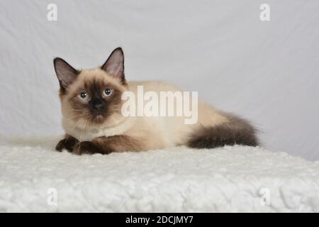 Beautiful Seal Point Ragdoll Kitten laying full length on white high key background Stock Photo