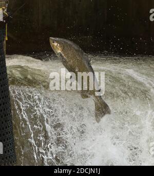 Chinook Salmon jumping at dam on the Bowmanville Creek in Bowmanville Ontario. These fish run up from Lake Ontario to spawn in the September Stock Photo