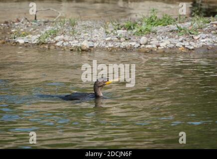 Double Crested Cormorant swimming in Bowmanville Creek just north of Lake Ontario Stock Photo