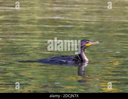 Double Crested Cormorant swimming during late summer just north of Lake Ontario Stock Photo