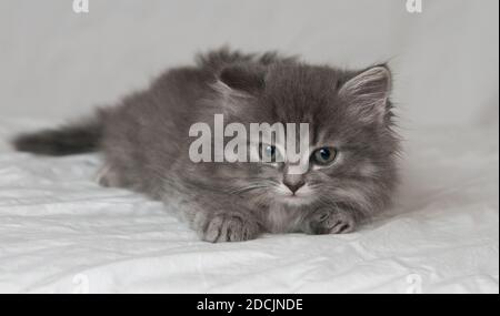 Gray kitten laying full length on a white high key background Stock Photo