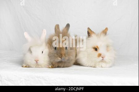 Three cute long haired bunny rabbits laying side by side on a white high key background Stock Photo
