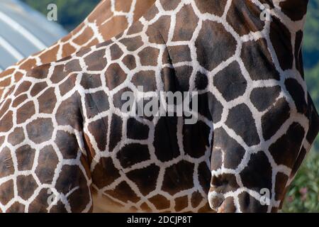 Reticulated giraffe (Giraffa camelopardalis reticulata) coat pattern close up Stock Photo