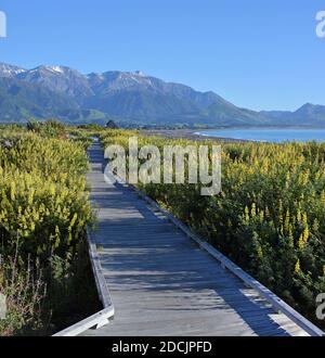 Kaikoura Boardwalk, Mountains and Spring Lupins early in the morning Stock Photo