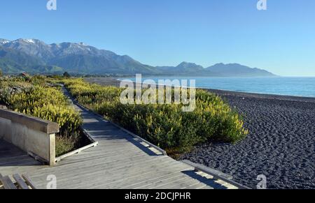 Kaikoura Boardwalk, Mountains, beach and Spring Lupins Panorama early in the morning. Stock Photo
