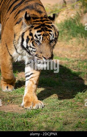 Sumatran tiger (Panthera tigris sumatrae) Stock Photo