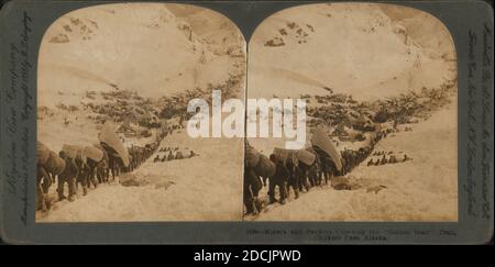 Miners and packers climbing the Golden Stair trail, Chilkoot Pass ...