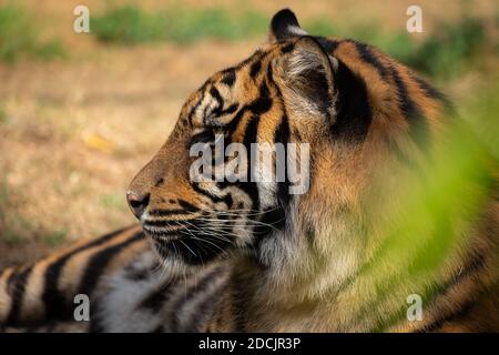 Sumatran tiger (Panthera tigris sumatrae) Stock Photo
