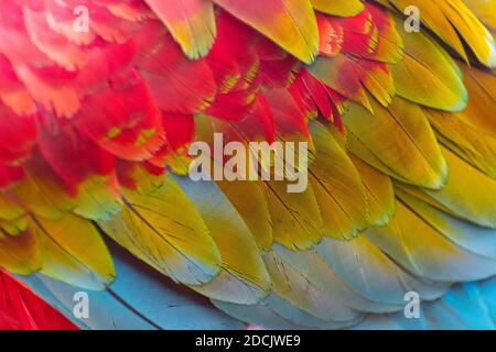 Red and green macaw colored feathers close up, selective focus Stock Photo