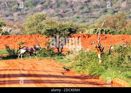 Gemsbok, or South African Oryx (Oryx gazella) walking during the wet season in the early morning mud at Erindi Game Reserve, Erongo, Namibia Stock Photo