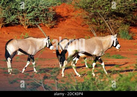 Gemsbok, or South African Oryx (Oryx gazella) walking during the wet season in the early morning mud at Erindi Game Reserve, Erongo, Namibia Stock Photo