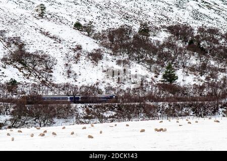 A Scotrail passenger train travels along the Far North Line past sheep grazing in the Strath of Kildonan valley in snow-covered Sutherland in the High Stock Photo