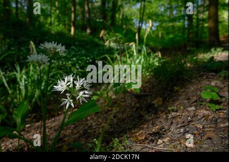 Worsley Station, Old Tyldesley Railway Loopline, Worsley, Manchester Stock Photo