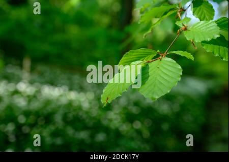 Worsley Station, Old Tyldesley Railway Loopline, Worsley, Manchester Stock Photo