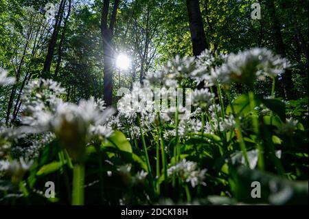 Worsley Station, Old Tyldesley Railway Loopline, Worsley, Manchester Stock Photo