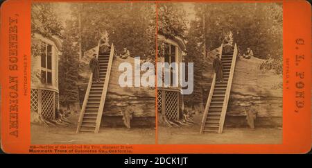 Section of the original Big Tree, diameter 25 feet, Mammoth Trees of Calaveras Co., California., still image, Stereographs, 1850 - 1930, Pond, C. L. (Charles L Stock Photo