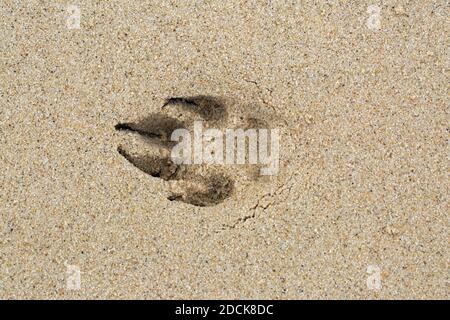 Dog. Domestic.  (Canis lupus familiaris), paw, foot, print impression in the sand. Claws, digits, pad, BEACH, seaside, Happisburgh, Norfolk. Stock Photo