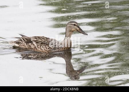 Mallard (Anas platyrhynchos) hen on a pond, Long Island, New York Stock Photo