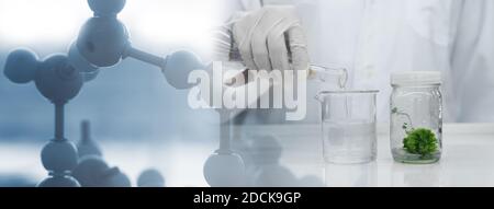 scientist pouring water into beaker and green plant in bottle and blue chemical molecular science laboratory banner background Stock Photo