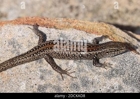 Northern White's Skink sunning itself on a sandstone rock Stock Photo