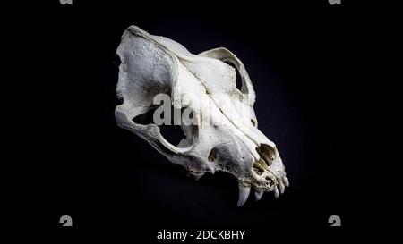 Dog skull isolated on black background. Animal skull. Stock Photo