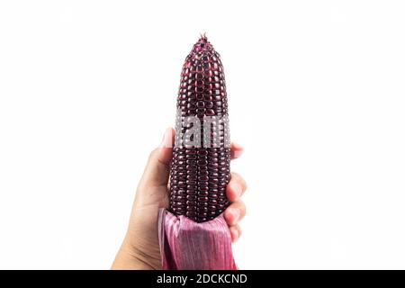 A man's hand holding red sweet corn or Siam Ruby Queen can be eaten fresh and isolated on a white background. Stock Photo