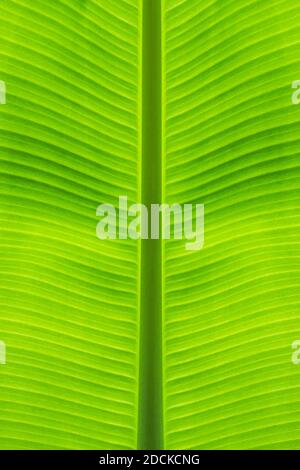 Close-up of banana leaf straight stalk at middle beautiful from green background and natural texture. Stock Photo
