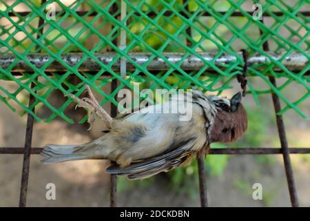 Selective focus of a dead small brown sparrow bird lying down inside a cage net. Stock Photo