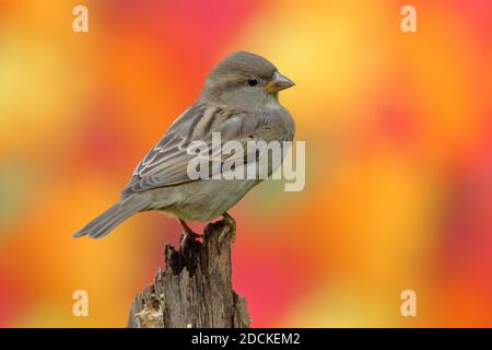 House sparrow (Passer domesticus) Female, sitting on deadwood in front of autumn leaves of a maple tree, Siegerland, North Rhine-Westphalia, Germany Stock Photo