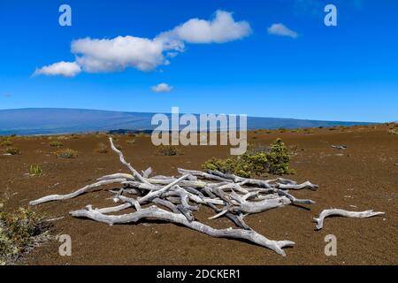 Dead wood in barren lava desert, Devastation Trail, Hawaii, Hawai'i Volcanoes National Park, Big Island Stock Photo