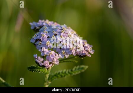 Common yarrow (Achillea millefolium), pink blossom, Bavaria, Germany Stock Photo