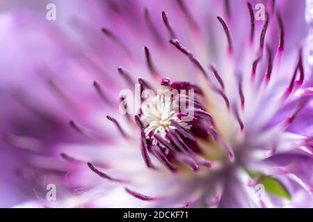 Flower of a purple Clematis, close up, Bavaria, Germany Stock Photo