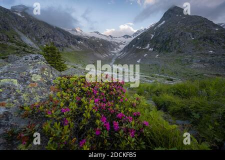 Evening mood, Alpine roses, mountains on the Berliner Hoehenweg, Steinmandl mountain peak, Hornkees glacier, Zillertal Alps, Zillertal, Tyrol, Austria Stock Photo