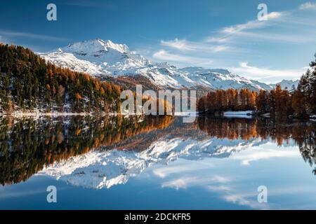 Autumnal larch forest and snow-covered mountains are reflected in the Lake Champfer, St. Moritz, Engadin, Grisons, Switzerland Stock Photo