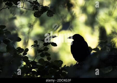 Black Crow (Corvus corone corone), Silhouette, Hesse, Germany Stock Photo