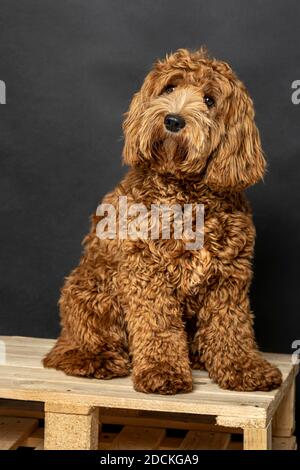 O Labradoodle, pedigree dog, hypoallergenic properties, fashion dog, dog allergy, allergy-free, breeding, young dog, nine months, studio shot, studio Stock Photo