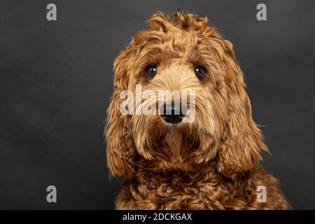 O Labradoodle, pedigree dog, hypoallergenic properties, fashion dog, dog allergy, allergy-free, breeding, young dog, nine months, studio shot, studio Stock Photo