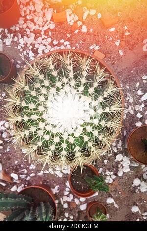 Cactus in pot on, Close-up of ornamental succulents plants. Top view, flat lay Stock Photo