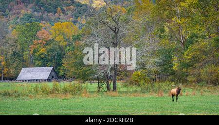 Bull elk near the Oconaluftee Visitors Center in Great Smoky Mountains National Park near Cherokee, North Carolina. (USA) Stock Photo