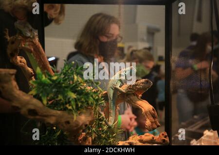 Louisiana, USA. 21st Nov, 2020. Lizards are seen at an exotic reptile & pet show in New Orleans, Louisiana, the United States, on Nov. 21, 2020. Credit: Lan Wei/Xinhua/Alamy Live News Stock Photo