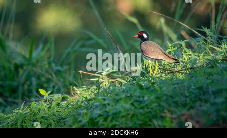 Red-Wattled Lapwing standing on the ground with morning sunlight Stock Photo