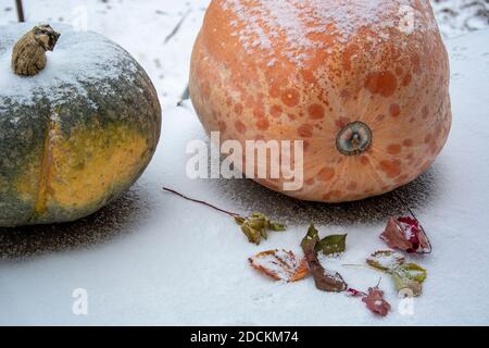 A huge orange and green pumpkin lies on a snow-covered background among fallen autumn leaves. Stock Photo