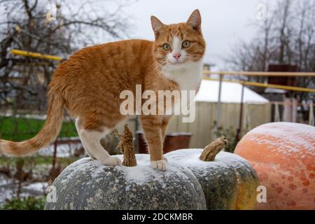 Red cat stands on a huge pumpkin on a winter day. Pumpkins in the snow in the open air Stock Photo