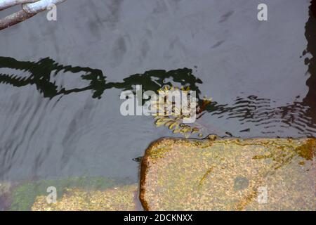 codium fragile or green see fingers is a species of seaweed in the northern atlantic ocean Stock Photo
