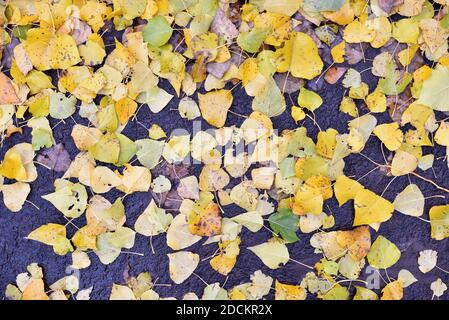 Fallen autumn poplar leaves lie on the ground Stock Photo