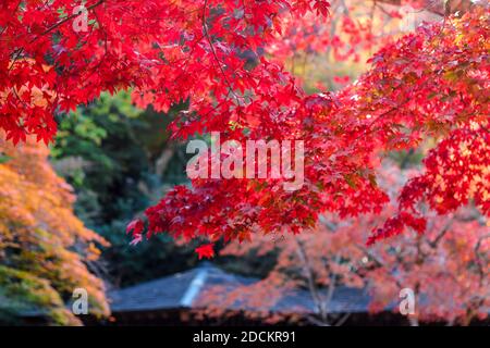 Colourful maple leaves in Japan during Autumn Koyo season Stock Photo