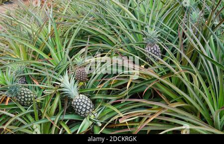 Large ripe pineapples on a bush grow in the field Stock Photo